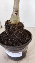 ENXERTO 12098  – 20cm (cor LM 501) - Imagem 7