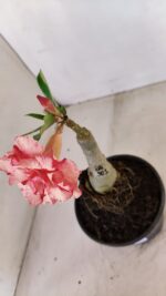 ENXERTO 12098  – 20cm (cor LM 501) - Imagem 4