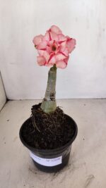 ENXERTO 12098  – 20cm (cor LM 501) - Imagem 5