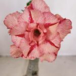 ENXERTO 12098  – 20cm (cor LM 501)