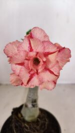 ENXERTO 12098  – 20cm (cor LM 501)