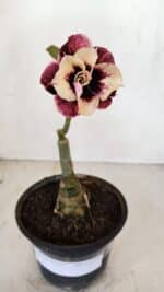 ENXERTO 12100  – 20cm (cor LM 827) - Imagem 2