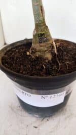 ENXERTO 12100  – 20cm (cor LM 827) - Imagem 5