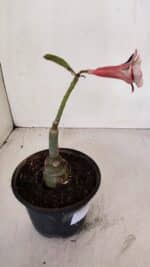 ENXERTO 12100  – 20cm (cor LM 827) - Imagem 4