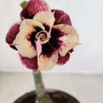 ENXERTO 12100  – 20cm (cor LM 827)