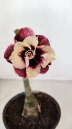 ENXERTO 12100  – 20cm (cor LM 827)