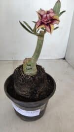 ENXERTO 12101  – 20cm (cor LM 1009) - Imagem 2