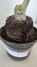 ENXERTO 12101  – 20cm (cor LM 1009) - Imagem 7