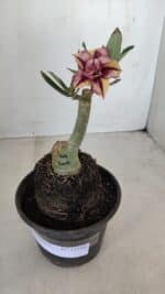 ENXERTO 12101  – 20cm (cor LM 1009) - Imagem 6