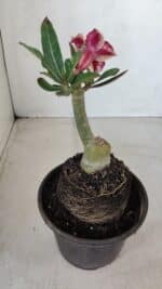 ENXERTO 12101  – 20cm (cor LM 1009) - Imagem 5