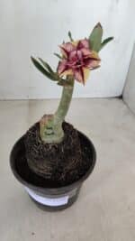 ENXERTO 12101  – 20cm (cor LM 1009) - Imagem 4