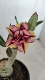 ENXERTO 12101  – 20cm (cor LM 1009)