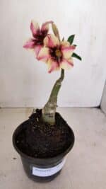 ENXERTO 12102  – 20cm (cor LM 506) - Imagem 2