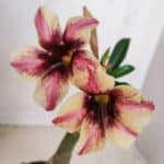 ENXERTO 12102  – 20cm (cor LM 506)