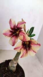 ENXERTO 12102  – 20cm (cor LM 506)