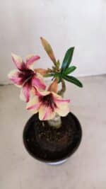 ENXERTO 12102  – 20cm (cor LM 506) - Imagem 4