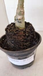 ENXERTO 12102  – 20cm (cor LM 506) - Imagem 7