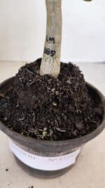 ENXERTO 12103  – 20cm (cor LM 889) - Imagem 8