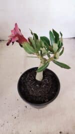 ENXERTO 12103  – 20cm (cor LM 889) - Imagem 7