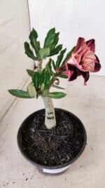 ENXERTO 12103  – 20cm (cor LM 889) - Imagem 6