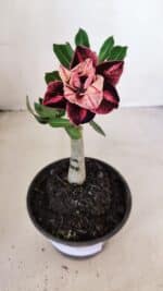 ENXERTO 12103  – 20cm (cor LM 889) - Imagem 5