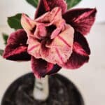 ENXERTO 12103  – 20cm (cor LM 889)