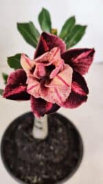 ENXERTO 12103  – 20cm (cor LM 889)