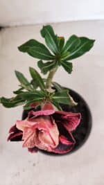 ENXERTO 12103  – 20cm (cor LM 889) - Imagem 4