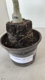 ENXERTO 12104  – 20cm (cor LM 997) - Imagem 7