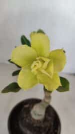 ENXERTO 12104  – 20cm (cor LM 997)