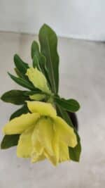 ENXERTO 12104  – 20cm (cor LM 997) - Imagem 4