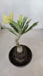 ENXERTO 12104  – 20cm (cor LM 997) - Imagem 6