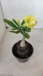 ENXERTO 12104  – 20cm (cor LM 997) - Imagem 5