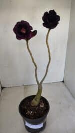 ENXERTO 12105  – 30cm (cor LM 458) - Imagem 2