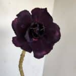 ENXERTO 12105  – 30cm (cor LM 458)