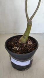 ENXERTO 12105  – 30cm (cor LM 458) - Imagem 6