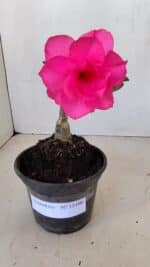 ENXERTO 12106  – 20cm (cor LM 04) - Imagem 2