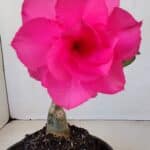 ENXERTO 12106  – 20cm (cor LM 04)