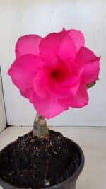 ENXERTO 12106  – 20cm (cor LM 04)