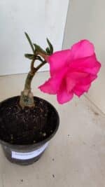 ENXERTO 12106  – 20cm (cor LM 04) - Imagem 4