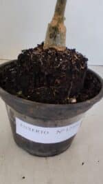 ENXERTO 12106  – 20cm (cor LM 04) - Imagem 7