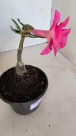 ENXERTO 12106  – 20cm (cor LM 04) - Imagem 6