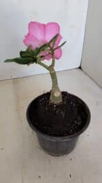 ENXERTO 12106  – 20cm (cor LM 04) - Imagem 5