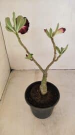 ENXERTO 12107  – 25cm (cor LM 218) - Imagem 5