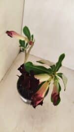 ENXERTO 12107  – 25cm (cor LM 218) - Imagem 4