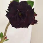 ENXERTO 12107  – 25cm (cor LM 218)