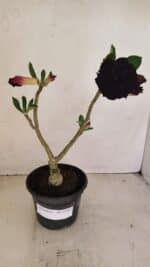 ENXERTO 12107  – 25cm (cor LM 218) - Imagem 2