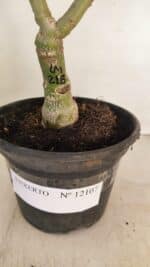 ENXERTO 12107  – 25cm (cor LM 218) - Imagem 7