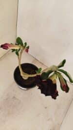 ENXERTO 12107  – 25cm (cor LM 218) - Imagem 6