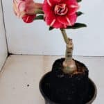 ENXERTO 12108  – 20cm (cor LM 725)